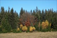Star� Hu�, okol� obc� Keply a Koch�nov, �umava