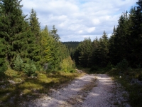Cesta