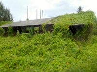 Kudzu