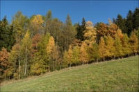 Kolinec, �umava
