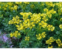 Ruta graveolens