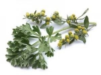 Artemisia absinthum