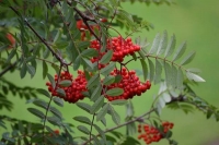 Sorbus aucuparia