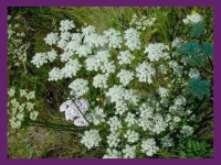 Pimpinella saxifraga