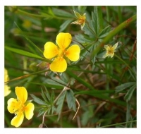 Potentilla erecta
