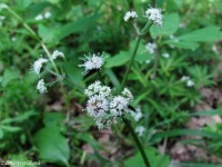 Sanicula europaea