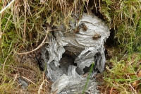 Vos� hn�zdo, detail