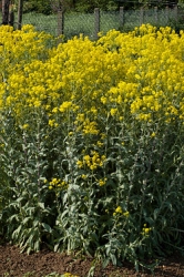 Boryt barv��sk�, Isatis tinctoria