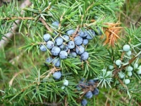 Juniperus communis