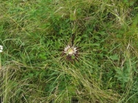 Carlina acaulis