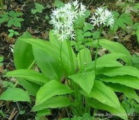 Allium ursinum