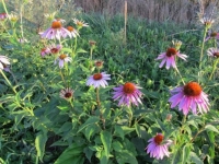 Echinacea purpurea