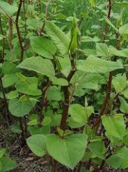 K��dlatka japonsk�, Fallopia, t� Reynoutria japonica