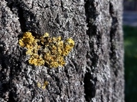 Li�ejn�k ter�ovn�k zedn� (Xanthoria parietina)