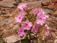 Plaménka (phlox), lidově floxa