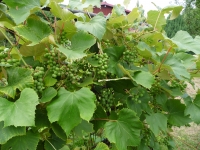 N� vinohrad:)))