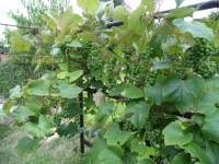 N� vinohrad:)))