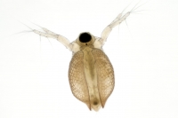 Ceriodaphnia - B�ichatka