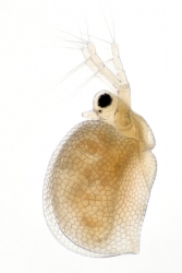 Ceriodaphnia - B�ichatka